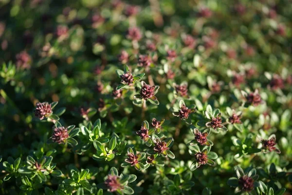 庭の背景に小さな花を持つ緑の茂み — ストック写真