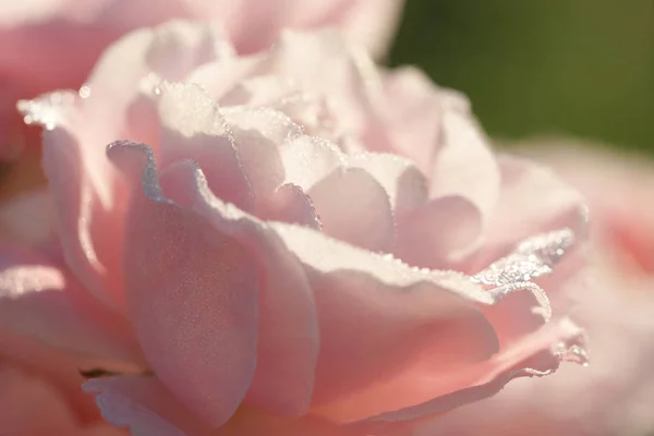 庭に咲くピンクのバラ — ストック写真