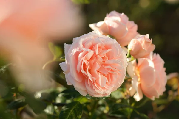 Hermosas Rosas Rosadas Flor Sobre Fondo Jardín — Foto de Stock