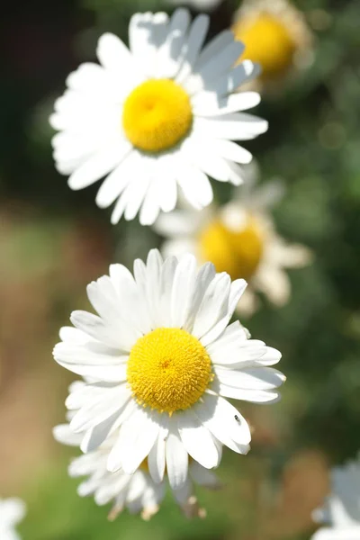 Blühende Blumen Von Gänseblümchen Garten Hintergrund — Stockfoto