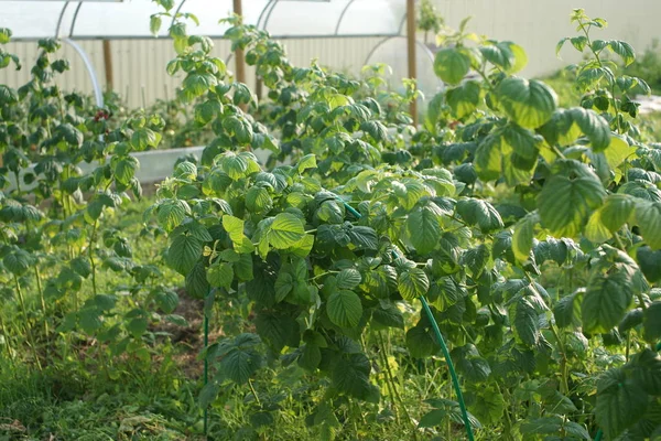 Daun Raspberry Tanpa Beri — Stok Foto