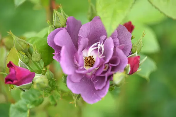 Flores Color Púrpura Fondo Del Jardín — Foto de Stock