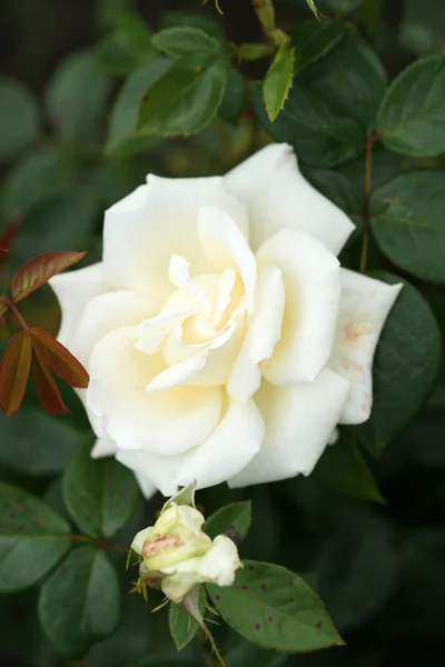 院子背景上美丽的郁郁葱葱的玫瑰 — 图库照片