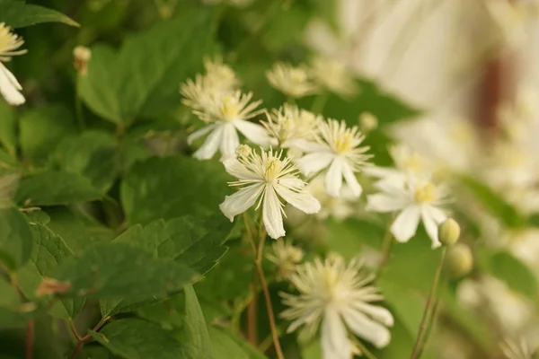 Białe Kwitnące Kwiaty Zielonych Krzewach Tle Ogrodu — Zdjęcie stockowe