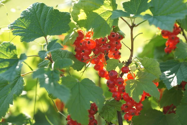 Arbustos Verdes Bayas Maduras Grosella Roja Sobre Fondo Jardín —  Fotos de Stock