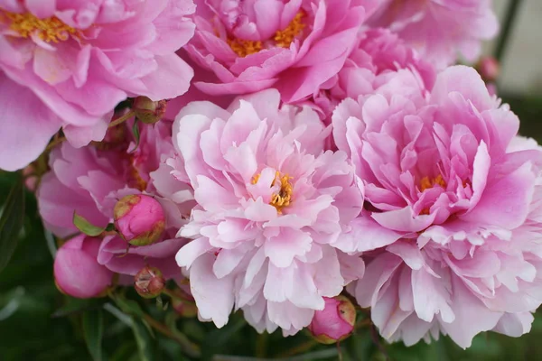 Belle Peonie Rosa Fresche Che Crescono Cespugli Sfondo Cortile — Foto Stock