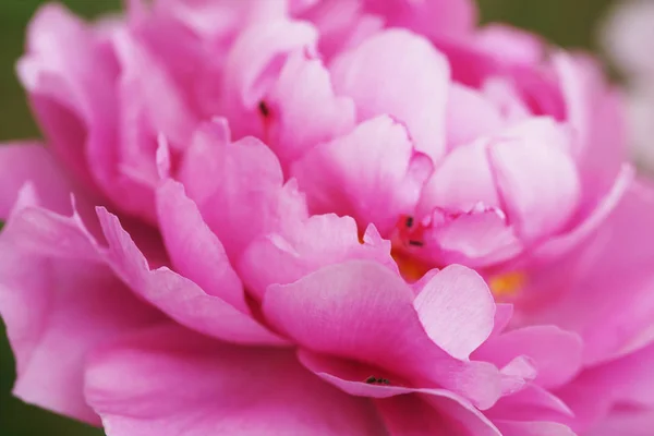 Úžasný Kvetoucí Růžová Pivoňka Květiny Zahradě Pozadí — Stock fotografie