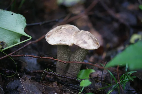 Paddenstoelen Groeien Het Bos — Stockfoto