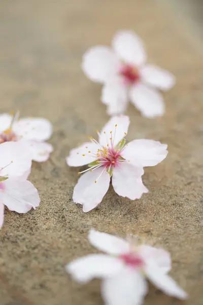 地面に白い花 — ストック写真