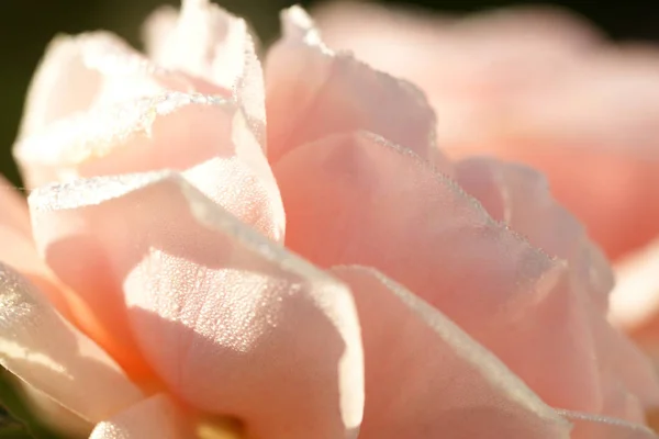 Krásné Kvetoucí Růžové Růže Zahradním Pozadí — Stock fotografie