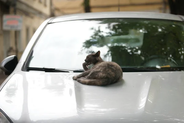 Graue Katze Liegt Auf Motorhaube Und Leckt Pfote Des Autos — Stockfoto