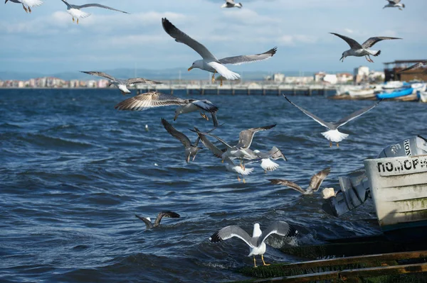 Pescăruşi Zburând Cer — Fotografie, imagine de stoc