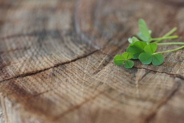 green plants of clover of wooden stump background 