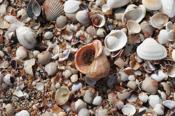 Hintergrund Von Muscheln Auf Dem Strand Hintergrund — Stockfoto