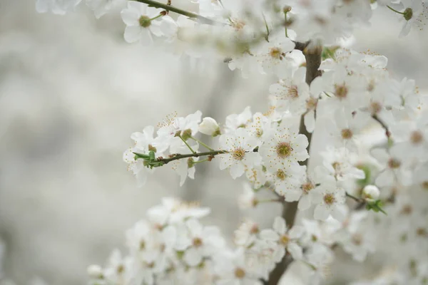 Flowering Fruit Trees Branches White Flowers Orchard — Stock Photo, Image