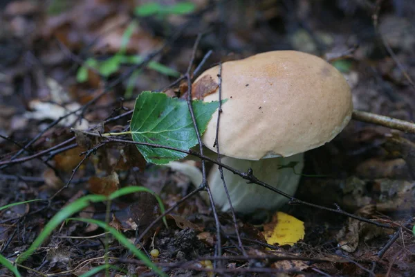 Funghi Che Crescono Nei Boschi — Foto Stock