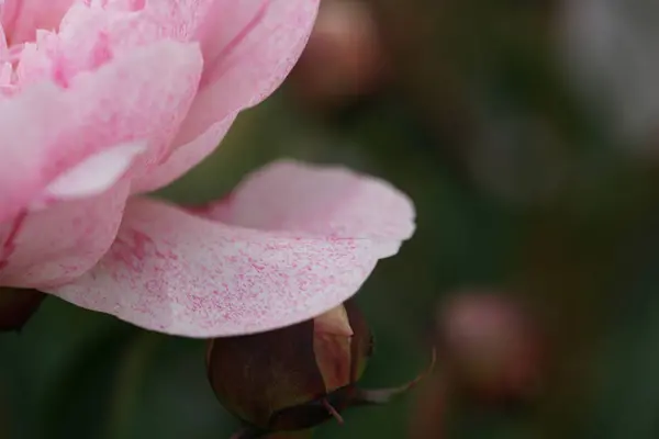 Amazing Blooming Pink Peony Flowers Garden Background — Stock Photo, Image