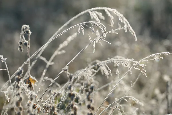 Alan Arkaplanındaki Donmuş Dallar Bitkiler — Stok fotoğraf
