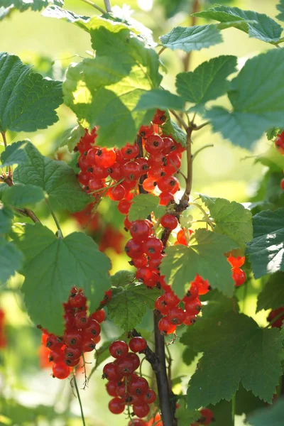 Arbustos Verdes Bayas Maduras Grosella Roja Sobre Fondo Jardín —  Fotos de Stock