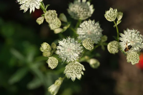 Blühende Blumen Hintergrund Des Gartens — Stockfoto