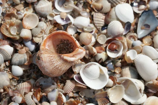 Conchiglie Colorate Con Onde Della Spiaggia Sullo Sfondo Riva — Foto Stock