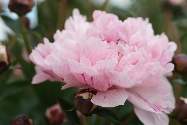 Καταπληκτική Ανθισμένα Ροζ Παιώνια Λουλούδια Στο Φόντο Του Κήπου — Φωτογραφία Αρχείου
