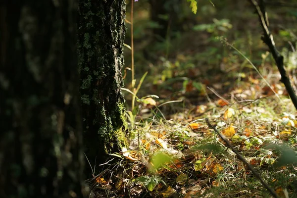 森林里有很多苔藓 — 图库照片