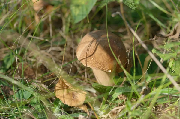 Brown Mushrooms Growing Wood Grass Background — 图库照片