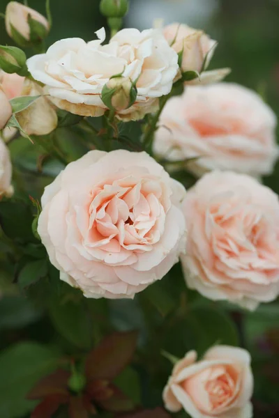 Arbustos Verdes Con Rosas Blancas Fondo Del Jardín —  Fotos de Stock