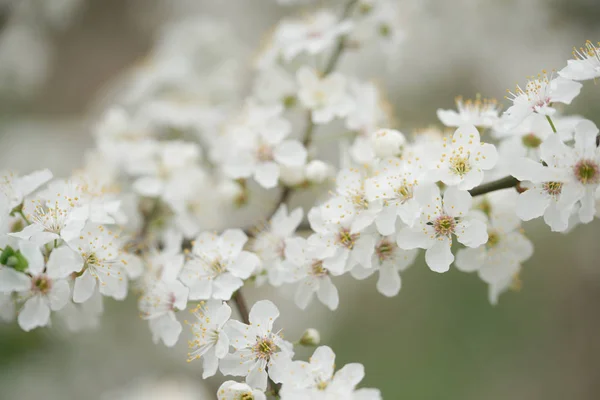 Ανθισμένα Κλαδιά Οπωροφόρων Δέντρων Λευκά Άνθη Στον Οπωρώνα — Φωτογραφία Αρχείου