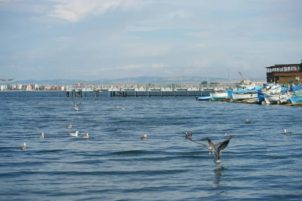 Seagull Pier Port City — Stock Photo, Image