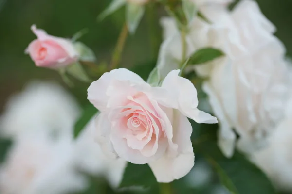 Arbustos Verdes Con Hermosas Flores Rosas Blancas Fondo Del Jardín —  Fotos de Stock