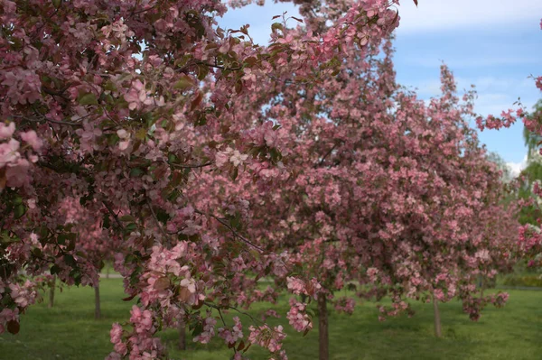 Kwitnące Jabłonie Drzewa Owocowe Ogrodzie — Zdjęcie stockowe