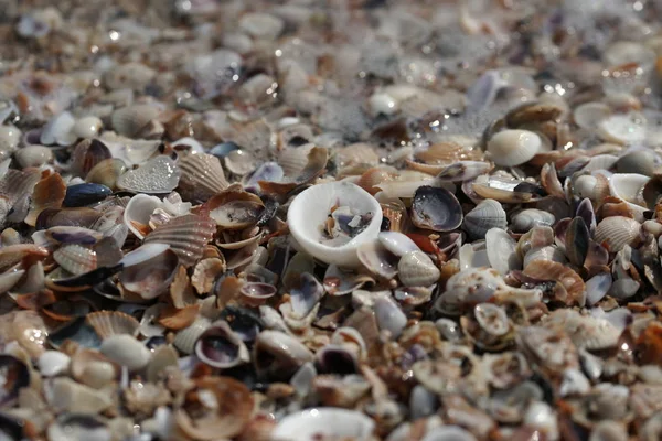 Conchiglie Colorate Con Onde Della Spiaggia Sullo Sfondo Riva — Foto Stock