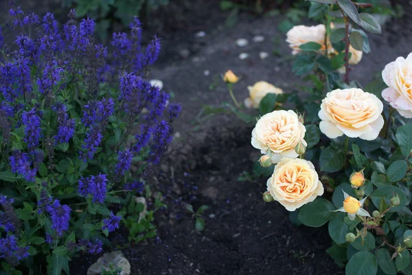 Belas Rosas Exuberantes Arbustos Fundo Jardim — Fotografia de Stock