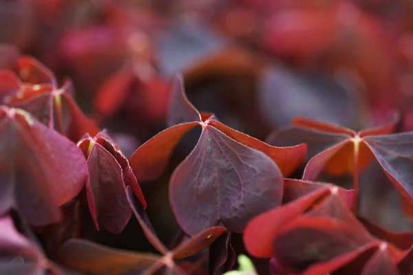Purple Leaves Bushes Garden Background — Stock Photo, Image