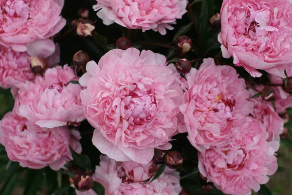 Όμορφο Φρέσκο Ροζ Παιώνιες Αυξάνεται Θάμνους Στο Φόντο Αυλή — Φωτογραφία Αρχείου