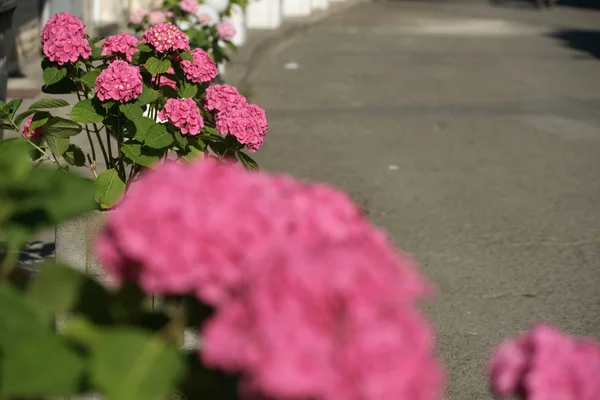 pink blossom flowers of hydrangea blooming on street background