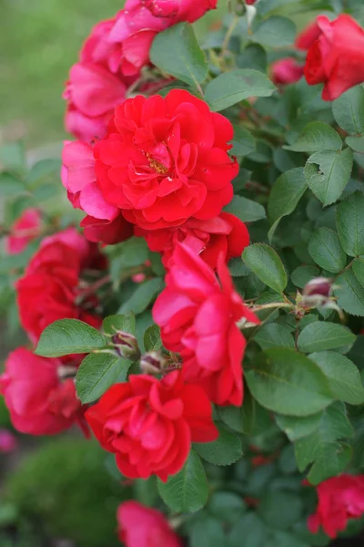 Rood Verbazingwekkende Weelderige Rozen Struiken Tuin Achtergrond — Stockfoto