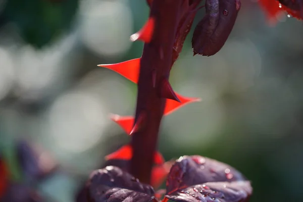 Wassertropfen Auf Junge Rote Triebe Stieg Auf Garten Hintergrund — Stockfoto