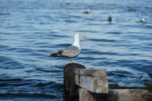 Möwe Auf Dem Steg — Stockfoto