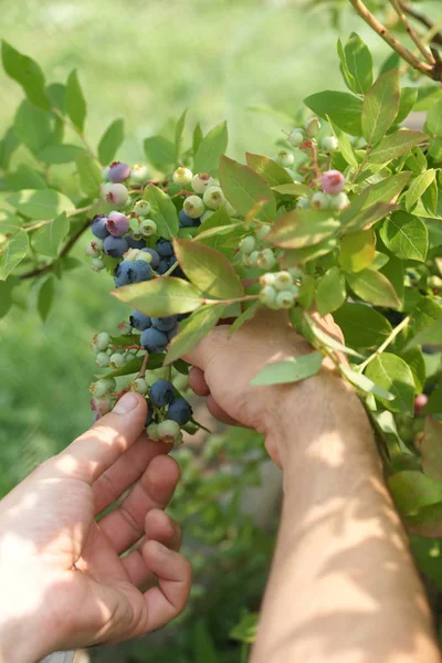 person hands picking raw ripe and fresh blueberries on bushes background