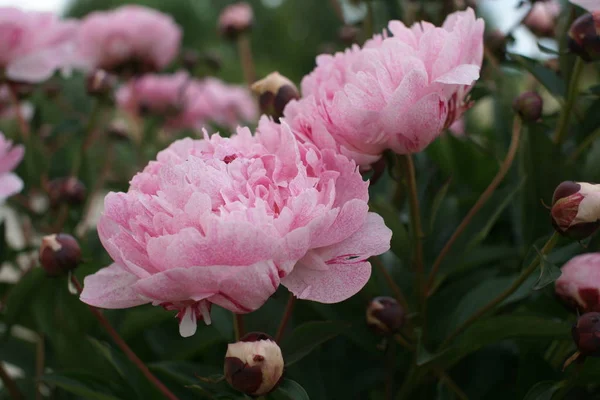 Schöne Frische Rosa Pfingstrosen Wachsen Auf Büschen Auf Hof Hintergrund — Stockfoto