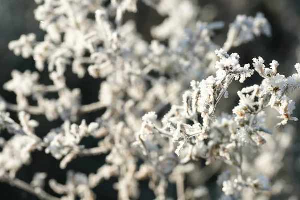 Close View Frozen Twigs Plants Field Background — Stok fotoğraf