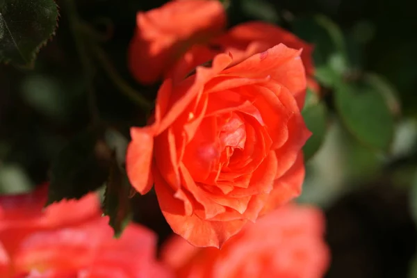 庭の背景に赤いバラが咲き誇り — ストック写真