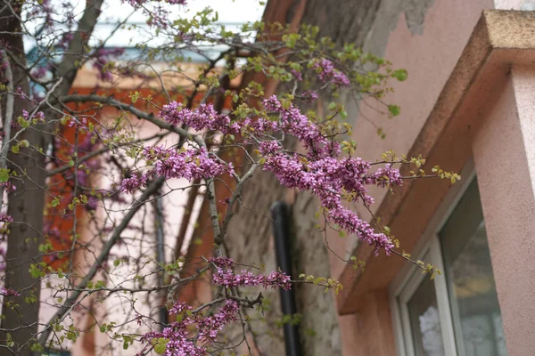 Ramas Acacia Rosa Con Flores Flor Fondo Del Jardín — Foto de Stock