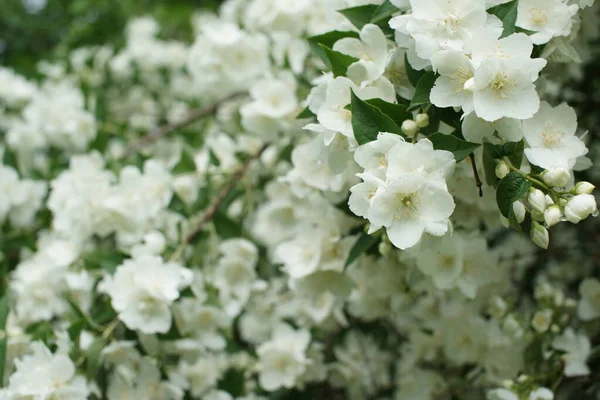Білі Квітучі Кущі Запашного Білого Жасмину — стокове фото