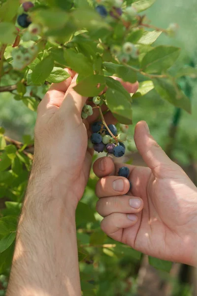 Tangan Orang Memetik Mentah Matang Dan Blueberry Segar Pada Latar — Stok Foto
