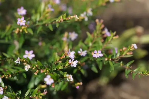 Fleurs Fleurs Sur Des Buissons Arrière Plan Cour — Photo