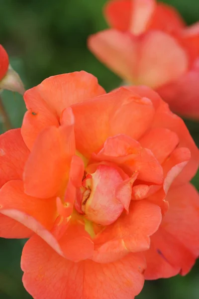 Primer Plano Flores Rosas Naranjas Fondo Del Jardín — Foto de Stock